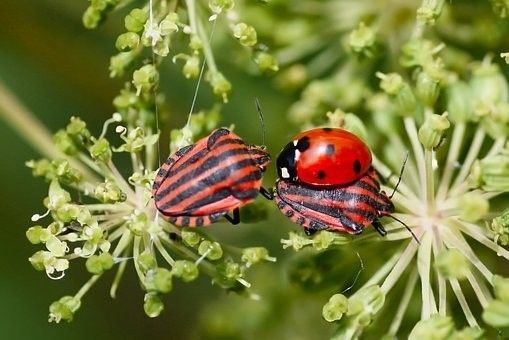 LES COCCINELLES