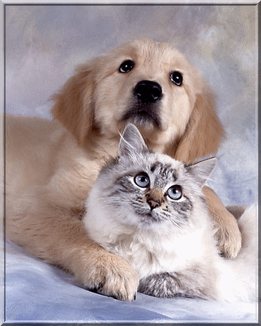 CAT AND DOG